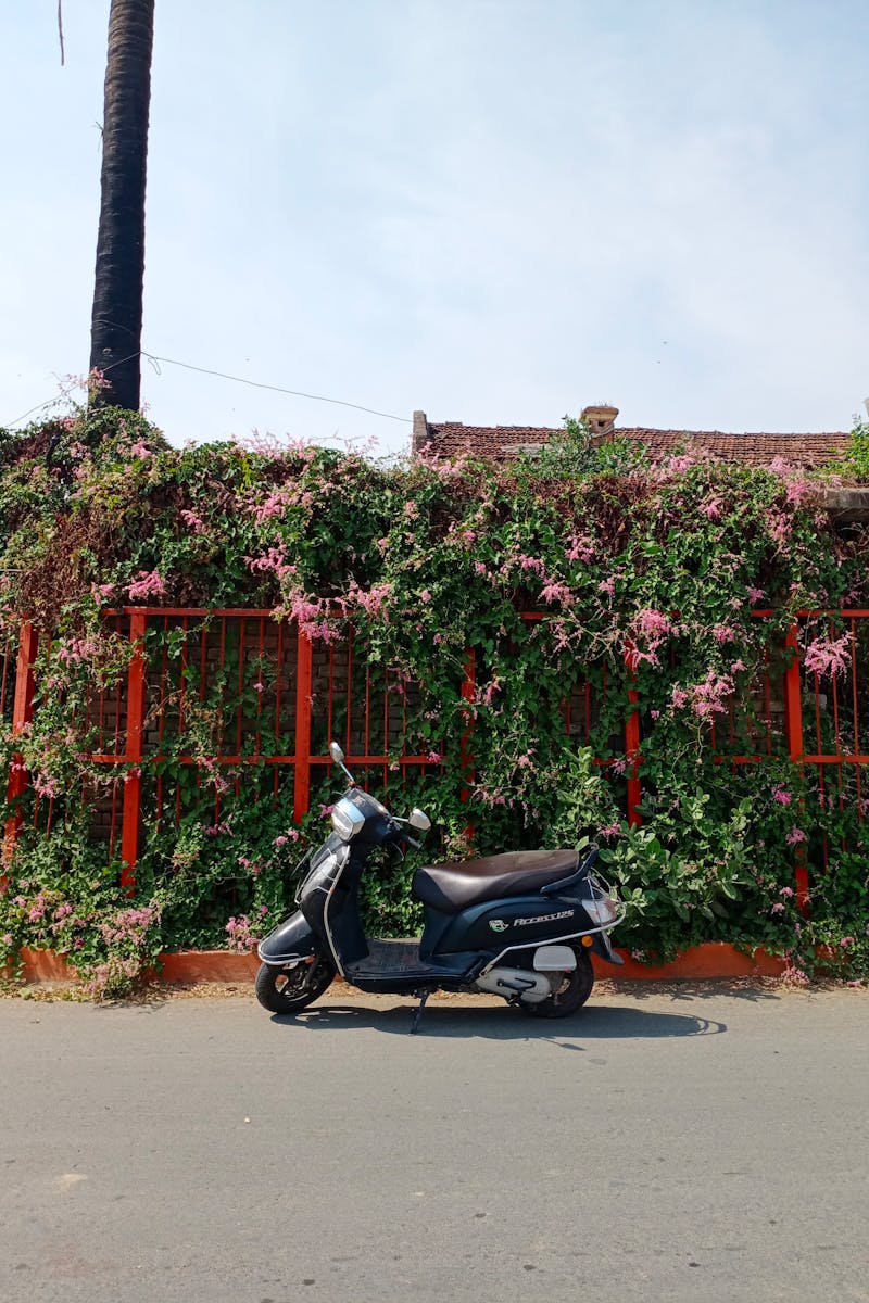 A parked scooter against a vibrant flowering fence on a sunny day.